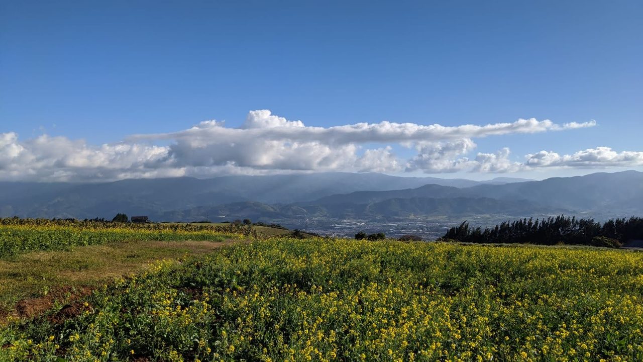 Día despejado con cumulus sobre la cordillera y campo de flores amarillas